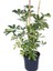 Alacalı Şeflera - Schefflera Arboricola (Gold Capella) - Bitki Boyu 60-80 cm 1
