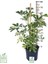 Alacalı Şeflera - Schefflera Arboricola (Gold Capella) - Bitki Boyu 60-80 cm 2