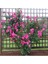 Videolu Pembe Sarmaşık Gül Fidanı Kokulu (90 140 Cm)1 Adet Tüplü Aşılı Gül Pink Rose 2