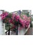 Videolu Pembe Sarmaşık Gül Fidanı Kokulu (90 140 Cm)1 Adet Tüplü Aşılı Gül Pink Rose 3