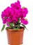 Bougainvillea 'vera Deep Purple' - Koyu Pembe Bodur Begonvil Bitkisi - 30-40 cm 2