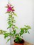 Bodur Begonvil Bougainvillea (Ev - Balkon Begonvil) Bougainvillea 1