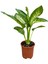 Difenbahya Bitkisi - Dieffenbachia Tropical Snow 30 - 50 cm 1