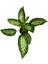 Difenbahya Bitkisi - Dieffenbachia Tropical Snow 30 - 50 cm 2