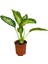 Difenbahya Bitkisi - Dieffenbachia Tropical Snow 30 - 50 cm 3