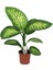 Difenbahya Bitkisi - Dieffenbachia Tropical Snow 30 - 50 cm 4