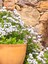 Bodrum Papatyası (Afrika Papatyası) - Osteospermum Ecklonis Beyaz Renkli 5