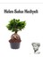 Hediyelik Bonsai Bitkisi-Çiçeği Kadınlar Gününe Özel Helen Saksı Hediyeli 1
