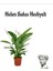 Hediyelik Zarif Beyaz Barış Çiçeği Kadınlar Gününe Özel Helen Saksı Hediyeli 1