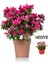 Videolu Kadınlar Gününe Özel Hüsnüyusuf Hediyeli Açelya Bitkisi (20 30CM)1 Adet Rhododendron 3