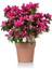 Videolu Kadınlar Gününe Özel Hüsnüyusuf Hediyeli Açelya Bitkisi (20 30CM)1 Adet Rhododendron 1