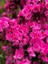 Videolu Kadınlar Gününe Özel Hüsnüyusuf Hediyeli Açelya Bitkisi (20 30CM)1 Adet Rhododendron 4