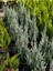 Videolu Leylandi ile Doğayı Bahçenize Getirin (40 60 Cm)1 Adet Saksılı Cupressocyparis Leylandii 4