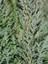 Videolu Leylandi ile Doğayı Bahçenize Getirin (40 60 Cm)1 Adet Saksılı Cupressocyparis Leylandii 3