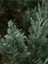 Videolu Leylandi ile Doğayı Bahçenize Getirin (40 60 Cm)1 Adet Saksılı Cupressocyparis Leylandii 5