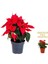 Videolu 1 Adet Sevgililer Gününe Özel Atatürk Çiçeği 30-40CM Saksılı Dikenler Tacı Hediye Poinsettia 1