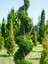 Videolu Leylandi Servi Bitkisi (50 70 Cm) 1 Adet Dış Mekan Bitkisi Cupressocyparis Leylandii 1