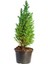 Videolu Leylandi Servi Bitkisi (50 70 Cm) 1 Adet Dış Mekan Bitkisi Cupressocyparis Leylandii 4