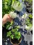 Videolu Beyaz Kartopu Bitkisi Yğun Çiçekli (50 60 Cm)1 Adet Saksılı /tüplü Viburnum Opulus 4