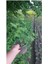 Videolu Çınar Kartopu Çiçeği Beyaz Renkli (30 60 Cm)1 Adet Tüplü Dış Mekan Bitkisi Viburnum Plicatum 3