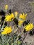 Videolu Sarı Çalı Papatyası Sarı PAPATYA(2040CM)1 Adet Saksılı Shasta Daisy 4