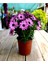 Videolu Bodrum Papatyası Mor Renkli (20 35 Cm)1 Adet Saksıda Canlı Bitki Gerbera Jamesonii 1