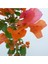 Begonvil ( 90- 110 cm ) - Turuncu Renkli Sarılıcı Bougainvillea 2