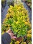 Videolu Altuni Taflan Süs Bitkisi (10 20 Cm)4 Adet Saksılı Dış Mekan (Euonymuus Japonica Aurea 1