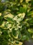 Videolu Altuni Taflan Süs Bitkisi (10 20 Cm)4 Adet Saksılı Dış Mekan (Euonymuus Japonica Aurea 3