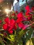 Videolu Zakkum Bitkisi Kırmızı 50-75 cm Saksılı/tüplü Dış Mekan Bahçe Bitkisi (Oleander Plant) 1