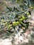 Videolu Gemlik Zeytin (80 110 Cm) 1 Adet Saksılı/tüplü 1 Adet Gemlik Zeytin Fidesi Olive Sapling 1