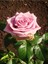 Videolu Gül Yoğun Kokulu Pembe Renkli (40 50 Cm)1 Adet Saksılı Aşılı Gül Pink Rose 2