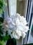 Videolu 1 Adet Beyaz Sakız Sardunya Çiçeği 15-25 cm Saksılı Çiçekli Bodur Bitkiler Whıte Pelargonium 1