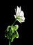 Videolu 1 Adet Beyaz Sakız Sardunya Çiçeği 15-25 cm Saksılı Çiçekli Bodur Bitkiler Whıte Pelargonium 2
