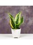 Sansevieria - Paşa Kılıcı - Peygamber Kılıcı Bitkisi 20-30 cm 2