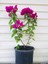 Bodur Begonvil Saksılı 70-80 cm Boy Bougainvillea 1