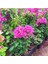 Özel Çeşit Bodur Fuşya Gelin Duvağı Begonvil Fidanı Bougainvillea 2