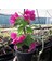 Özel Çeşit Bodur Fuşya Gelin Duvağı Begonvil Fidanı Bougainvillea 1