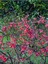 Videolu Pembe Japon Gülü (30 50 Cm)1 Adet Saksılı Çiçekli Iç/ Dışş Mekan Bitkisi Camellia Japonica 1
