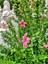 Videolu Pembe Japon Gülü (30 50 Cm)1 Adet Saksılı Çiçekli Iç/ Dışş Mekan Bitkisi Camellia Japonica 2