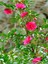 Videolu Pembe Japon Gülü (30 50 Cm)1 Adet Saksılı Çiçekli Iç/ Dışş Mekan Bitkisi Camellia Japonica 3