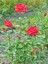 Videolu Yediveren Kırmızı Renkli Yoğun Kokulu(50 70 Cm) 1 Adet Saksılı Aşılı Gül Red Rose 4