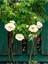 Videolu Sarmaşık Gül Beyaz Renkli Kokulu (90 140CM) 1 Adet Saksılı Aşılı Gül White Rose 1