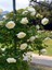 Videolu Sarmaşık Gül Beyaz Renkli Kokulu (90 140CM) 1 Adet Saksılı Aşılı Gül White Rose 3