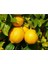 3 Yaşlı Yediveren Limon Fidanı 3