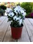 Videolu Beyaz Bodrum Papatyası (30 50 Cm)1 Adet Saksılı Osteospermum Fruticosum 1
