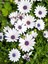 Videolu Beyaz Bodrum Papatyası (30 50 Cm)1 Adet Saksılı Osteospermum Fruticosum 2