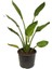Starliçe - Beyaz Cennet Kuşu 50 -60 cm (Strelitzia Nicolai) 1