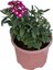 Yayılıcı Mine Çiçeği Saksı'da (Verbena Officinalis) 1