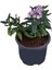 Yayılıcı Mine Çiçeği Saksı'da (Verbena Officinalis) 2